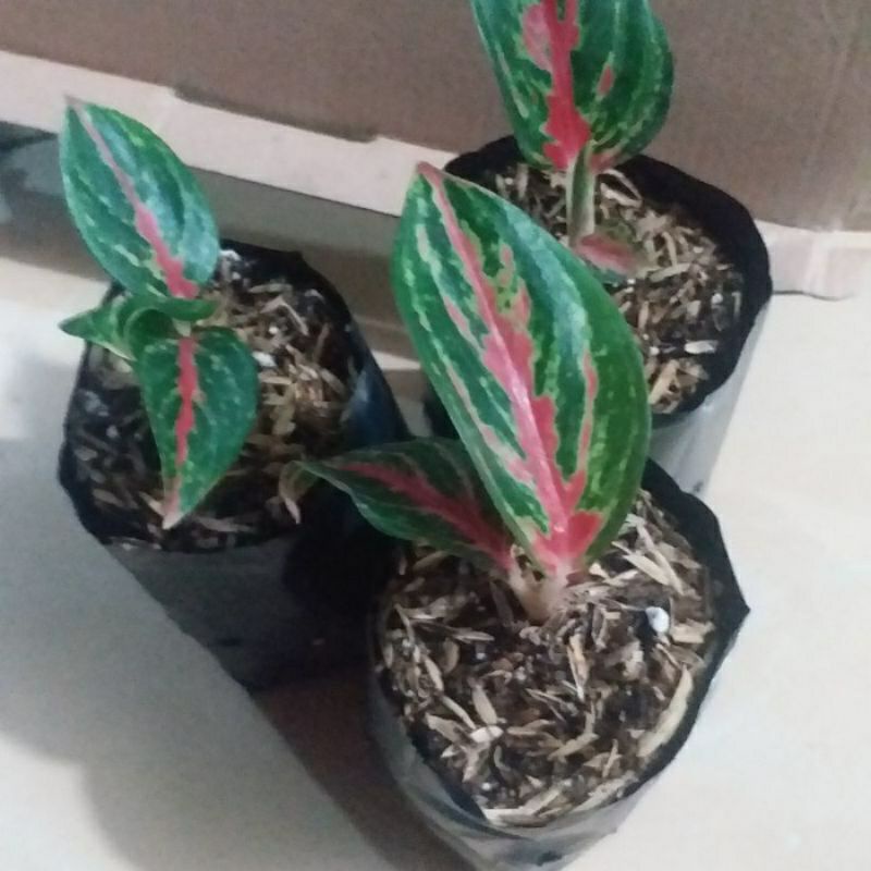 aglonema red borju anakan beby red borju