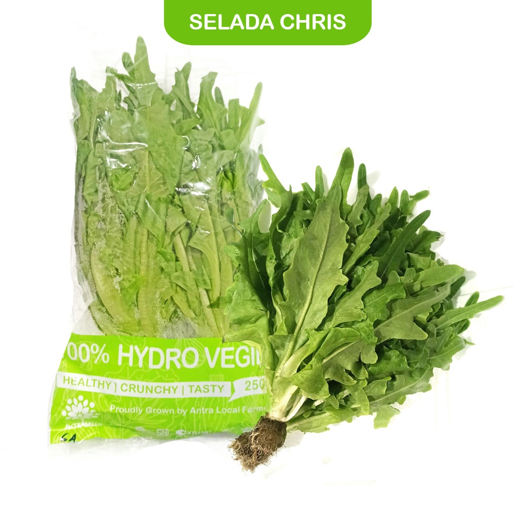 

HIDROPONIK SELADA CHRIS 250g