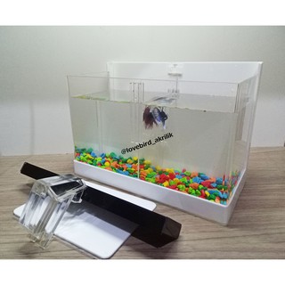 103 Aquarium Cupang Sekat 4 Gratis