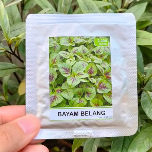 benih bayam belang - bibit bayam belang - RS