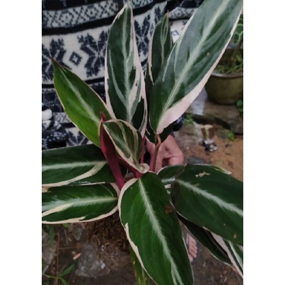 TANAMAN MARANTA BALI 3 COLOUR | CALATEA MARANTA BALI | COD | TANAMAN MURAH BAGUS