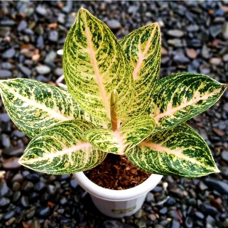 Aglonema Widuri Putih / bibit bunga / bunga hidup / tanaman / tanaman bunga / bunga hiasan /bunga aglonema / tanaman hidup / tanaman bunga / tanaman hidup Green Plants Nursery