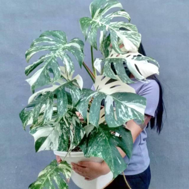 dewiqalesya2