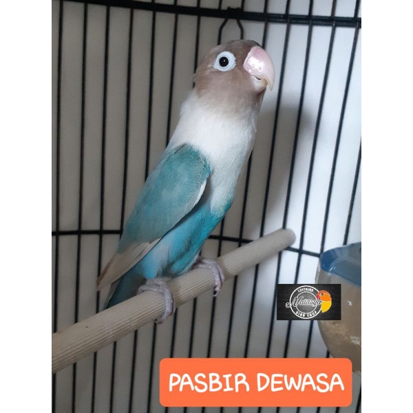 Lovebird pasbir (pastel biru)