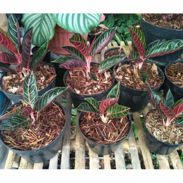 Bibit tanaman hias aglonema red Sumatra - aglonema red Sumatra