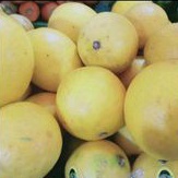 

Jeruk Lemon Import