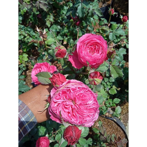 MAWAR IMPORT YUJEEN DEWASA