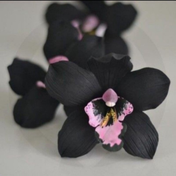 Unik Anggrek dendrobium black papua-Anggrek hitam dendro Diskon