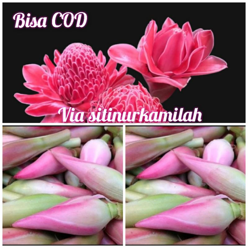 

jual bunga kecombarang sayur udah mekar dan kuncup