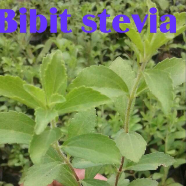 Paket 5 Bibit tanaman stevia pemanis buatan alami