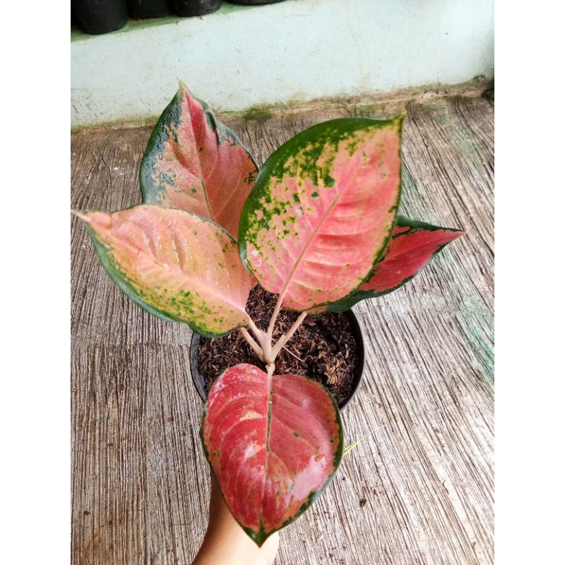 Aglonema kochin tembaga / kochin tembaga