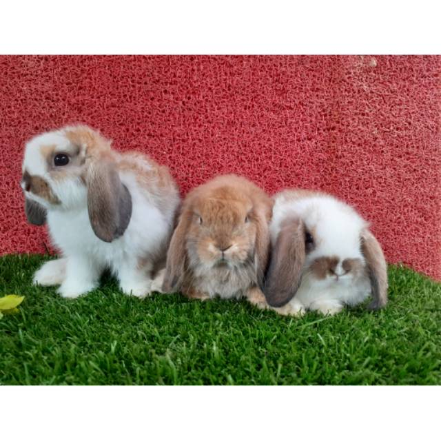 Kelinci Holland Lop Super Murah Meriah Shopee Indonesia