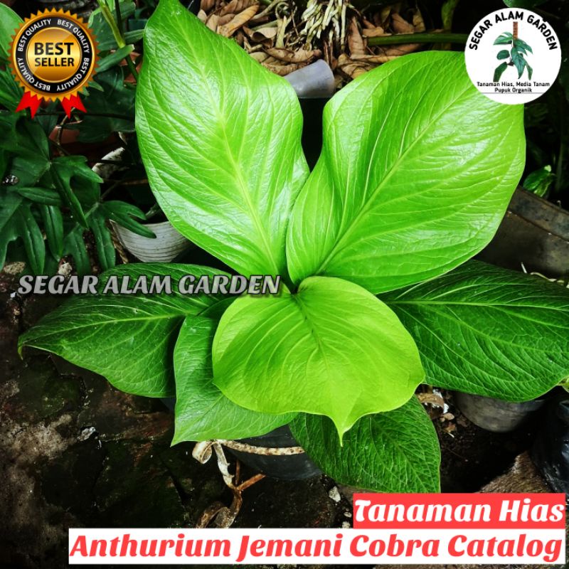 PRODAK ORIGINAL Anthurium Jemani Cobra CATALOG - Anthurium Jemani Cobra Catalog