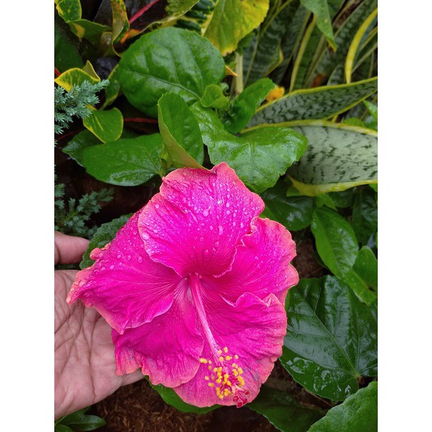 Tanaman Hibiscus~Bibit Tumbuhan Hibiscus~Hibiscus Rosa Sinensis~Minimal order 4 pohon