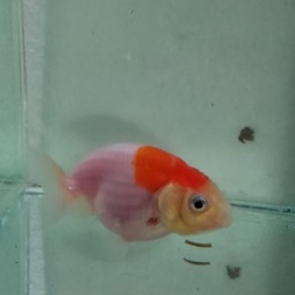 Ikan Mas Koki Rancu White Orange Grade A