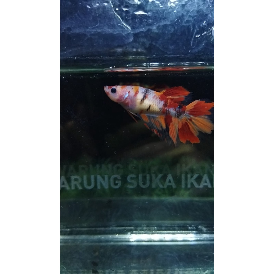 CUPANG BETINA/FEMALE HALFMOON/HM NEMO LINE LEO SIAP BREED 100% REALPICT (FHMN1)