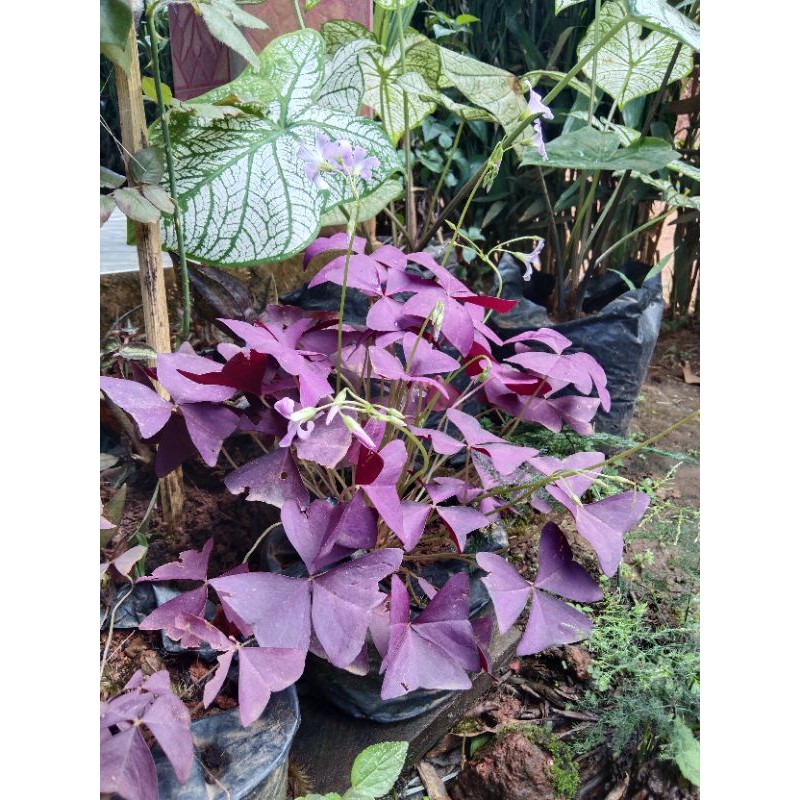 Bibit Tanaman Bunga Kupu-Kupu Ungu