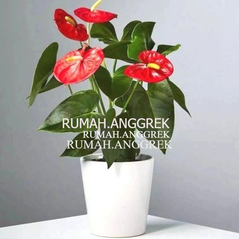 Jual Bisa Cod Tanaman Hias Anthurium Mickey Mouse Bunga Merah Bunga Hias Anturium