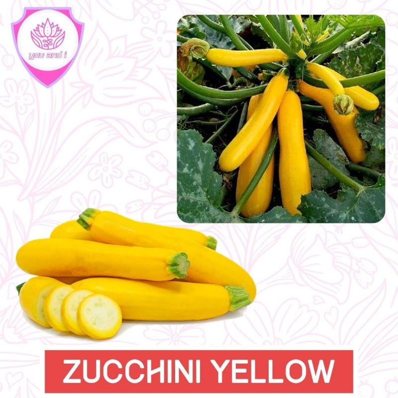 Benih ZUCCHINI YELLOW Biji Bibit Zukini