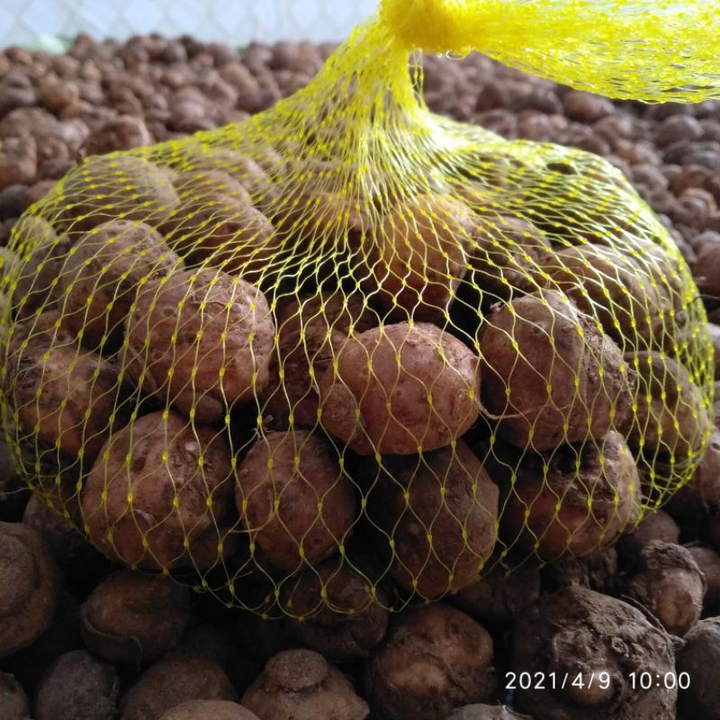 BIBIT PORANG ISI 5-25 PERPACK POLIYNET ECER BIBIT UMBI PORANG TOP SUPER HASIL DORMAN