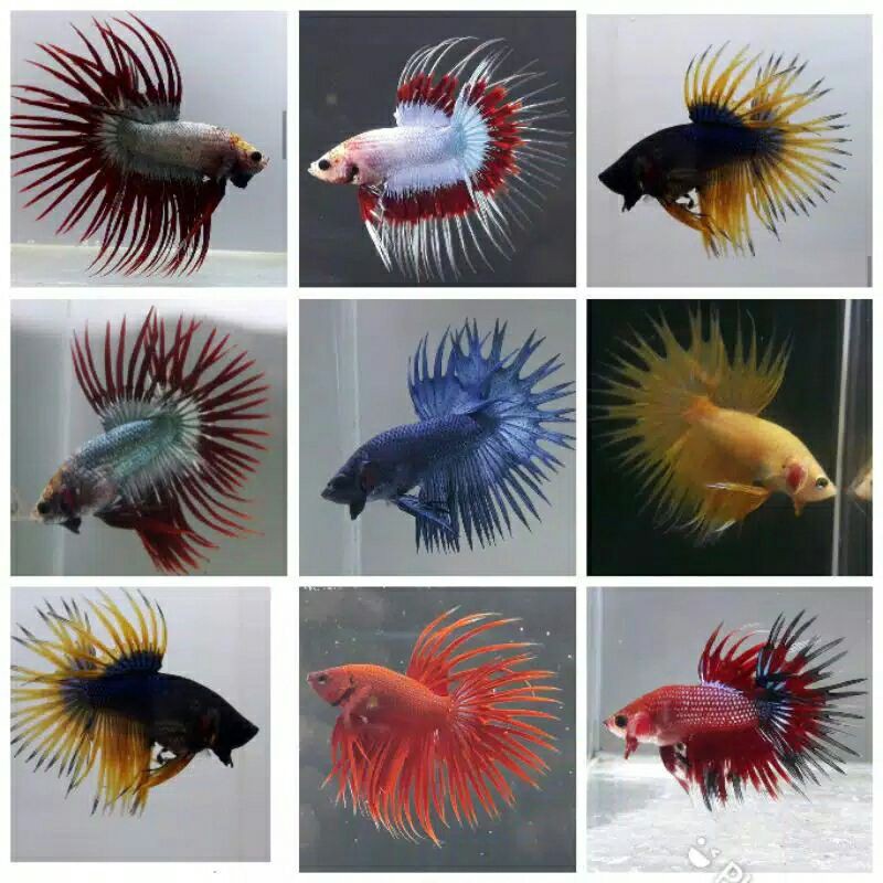 ikan cupang  serit  jantan