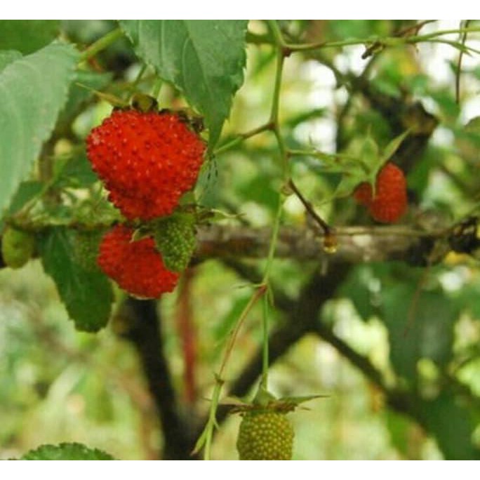 I1F Arbei Hutan / Bibit Tanaman Hidup Buah Arbei / Arbeinan