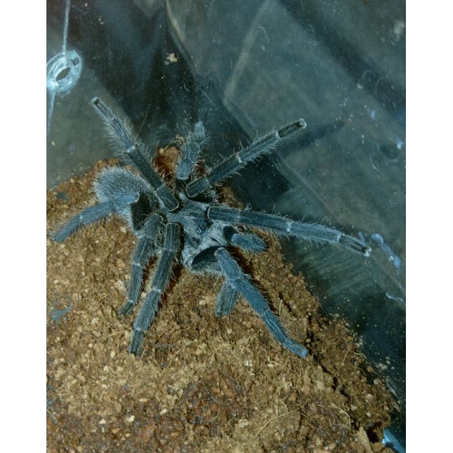 Tarantula Selenecosmia Javanensis