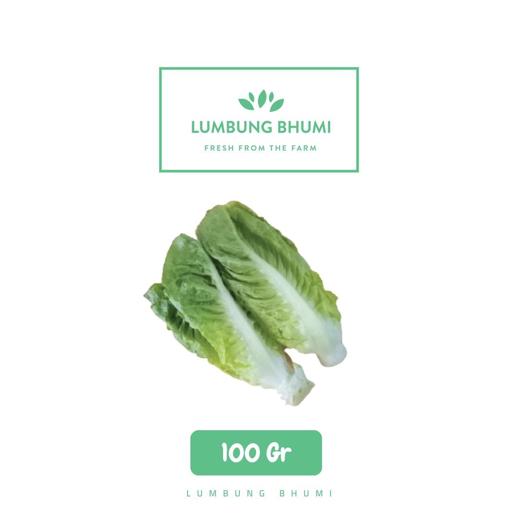 

Lumbung Bhumi - BABY Selada Lettuce Romaine 100 Gr ( Sayur Curah )