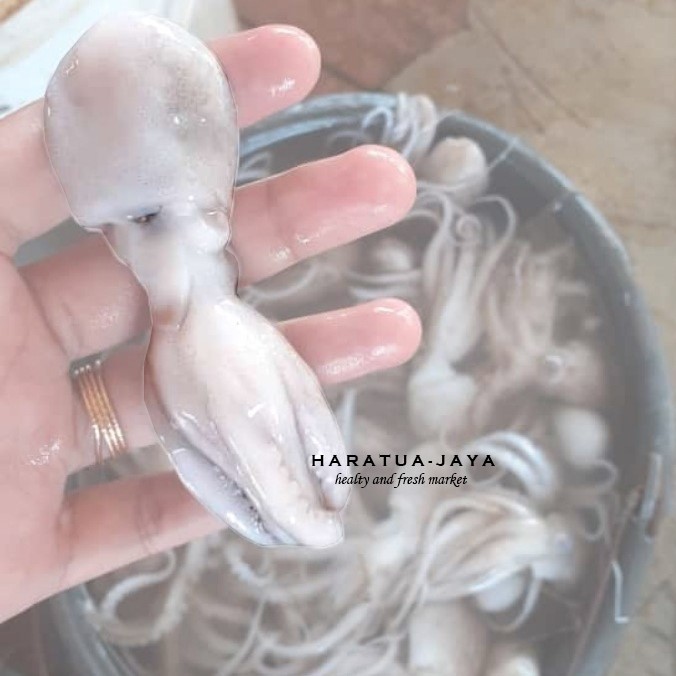 

Bayi Gurita
