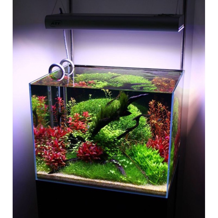 paket tanaman aquarium 30 cm tanaman aquascape