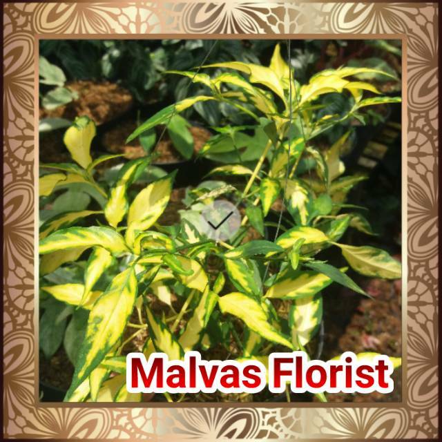 Tanaman hias - bibit bunga gantung parkit