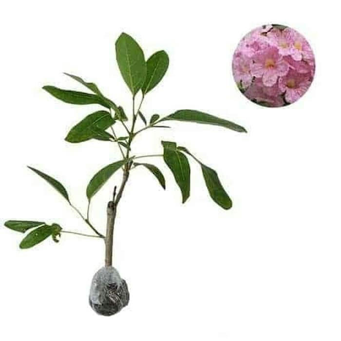 Bibit Tanaman Tabebuya Pink - Pohon Tabebuya - Bunga tabebuya