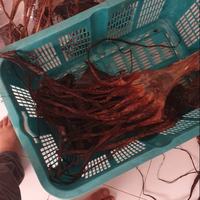 

GURITA KERING/GURITA ASIN