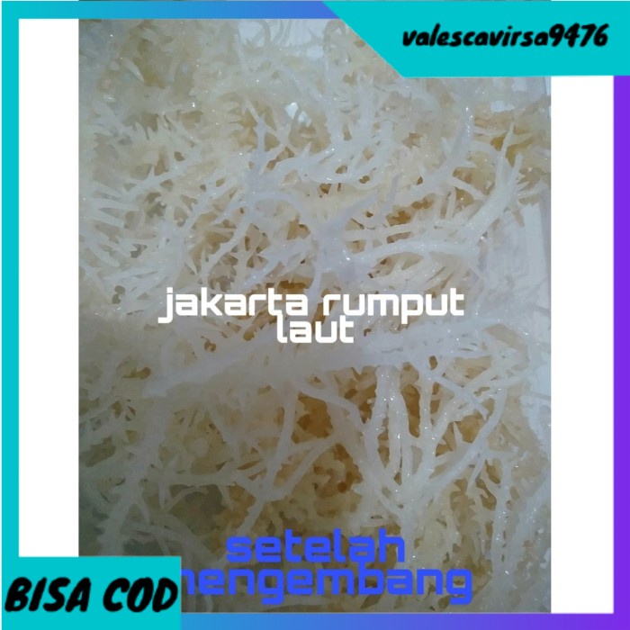 

⭐BISA COD⭐ rumput laut kering kawat jenis spinosum