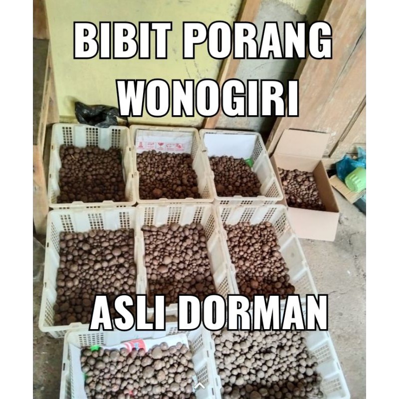 BIBIT KATAK PORANG MURAH ASLI DORMAN 1 KG ISI 250-650 BIJI