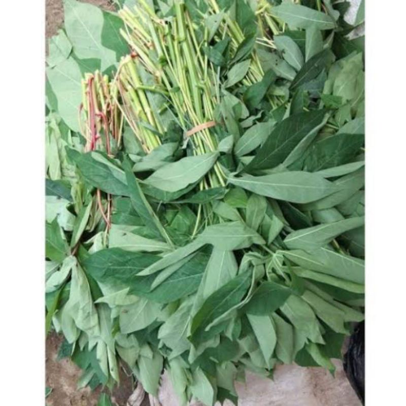 

Daun singkong 1 ikat segar