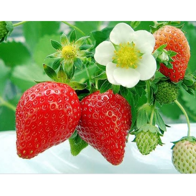 PAKET 6 PCS  BIBIT STRAWBERRY TANAMAN STRAWBERRY STRAWBERRY MANIS SEGAR SIAP BERBUAH