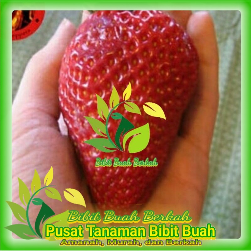 Bibit Giant Strawberry Import Hasil Stek
