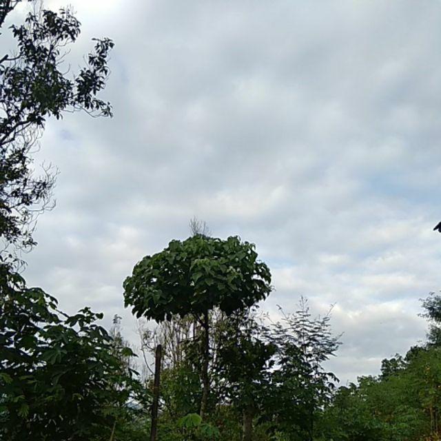 Sedotan Bubble Murah