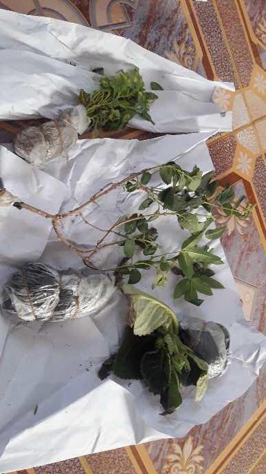 Tanaman Hias - Bibit Bunga Gloxinia