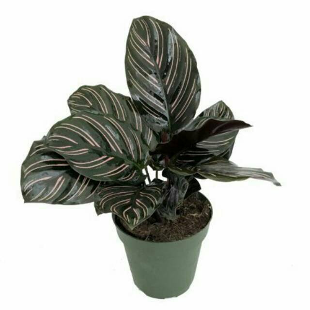 Tanaman Hias daun Calathea Ornata - daun calatea indoor