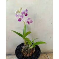 anggrek dendrobium arindang/anggrek murah