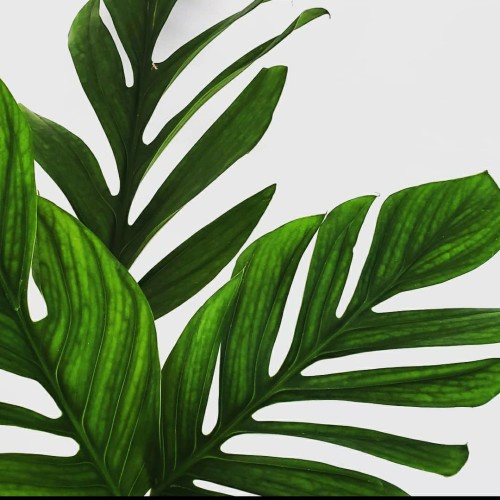 Monstera Pinatipartita ( Bibit )