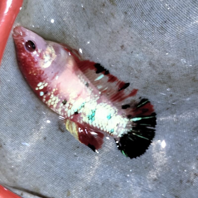 Cupang Female Iron Man