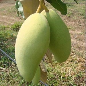 Bibit mangga namdokmai (golden)