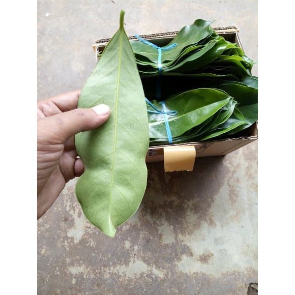 

JUAL Daun Sirsak Segar Atau Daun Nangka Walanda per lembar