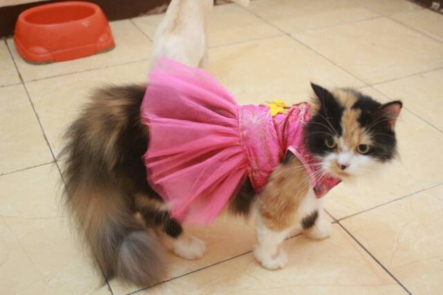 Dress chongsam tutu imlek 2019 untuk kucing dan anjing size S M L XL