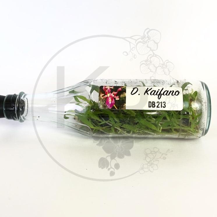 [PYH.14Ap22ᴶ] ANGGREK DENDRO KERITING BOTOLAN | ANGGREK DENDRO DALAM BOTOL | ANGGREK DENDRO