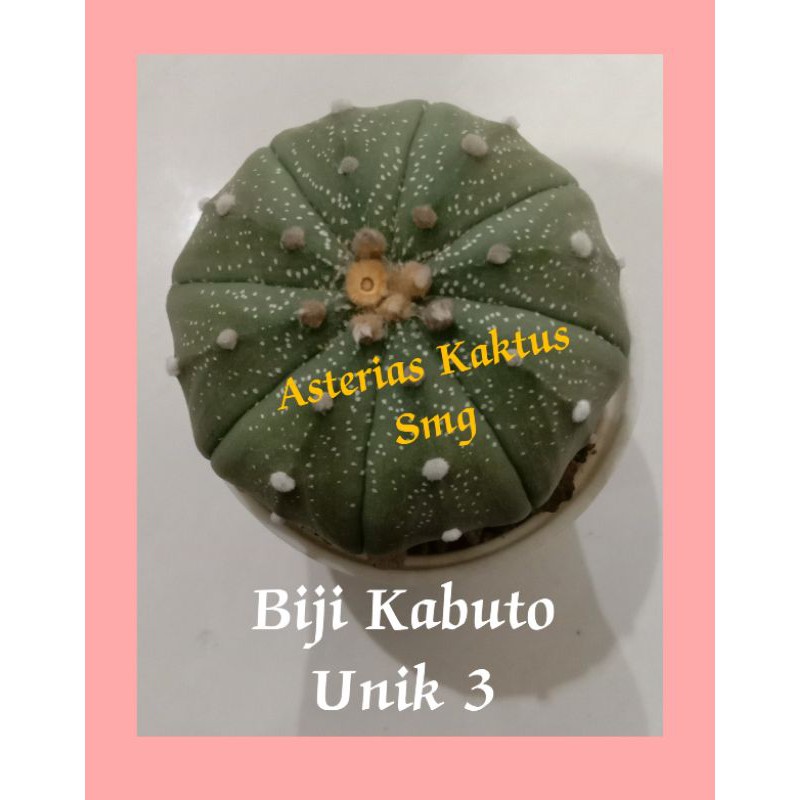 MURAH Biji Kaktus Astro Astrophytum Kabuto Unik K3