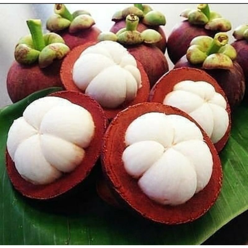 

buah manggis